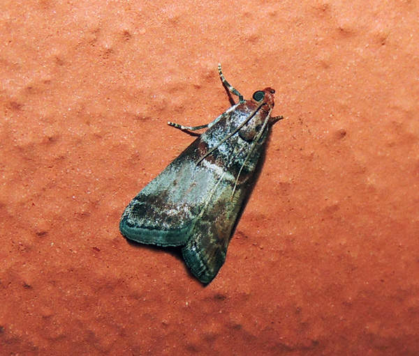 Acrobasis advenella Pyralidae